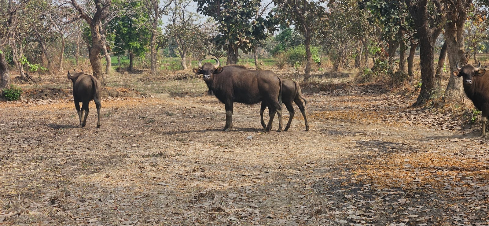 बारनवापारा अभ्यारण्य से भटके जंगली बायसन