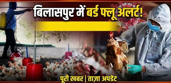 बिलासपुर कोनी में बर्ड फ्लू का खतरा : केंद्र अलर्ट, 5 अप्रैल को पहुंचेगी विशेषज्ञ टीम