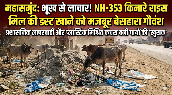 बेहाल गौवंश : भीषण गर्मी में बिना चारा-पानी भटकते मवेशी, प्लास्टिक मिश्रित डस्ट बना सहारा; स्वास्थ्य और पर्यावरण पर मंडरा रहा खतरा
