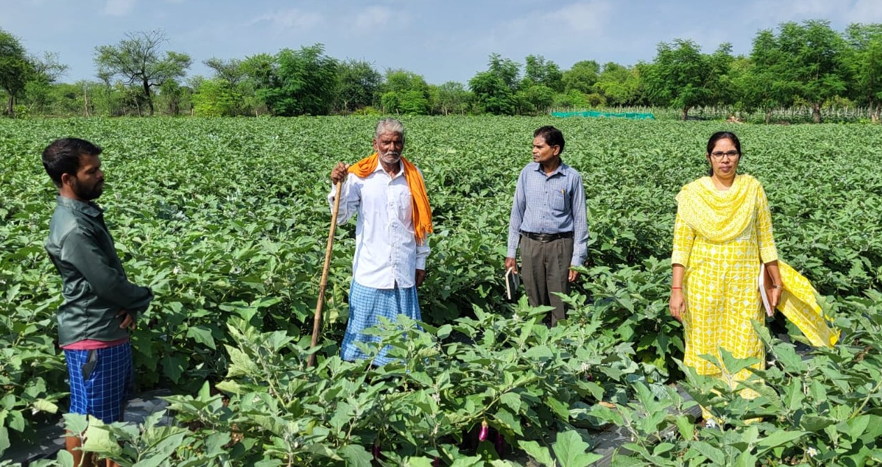 ग्राफ्टेड बैंगन की खेती  की खेती करते किसान