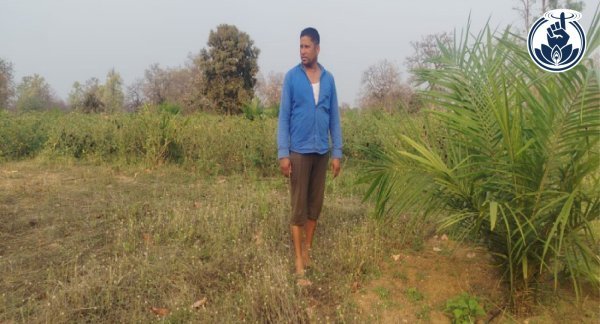 बंजर जमीन बनी सोने की खान: किसान लक्ष्मीकांत साहू ने ऑयल पाम से लिखी सफलता की कहानी