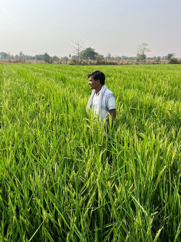 भीषण गर्मी में भी लहलहा रही रबी धान, कोल्हान नाला किनारे किसानों की मेहनत लाई रंग