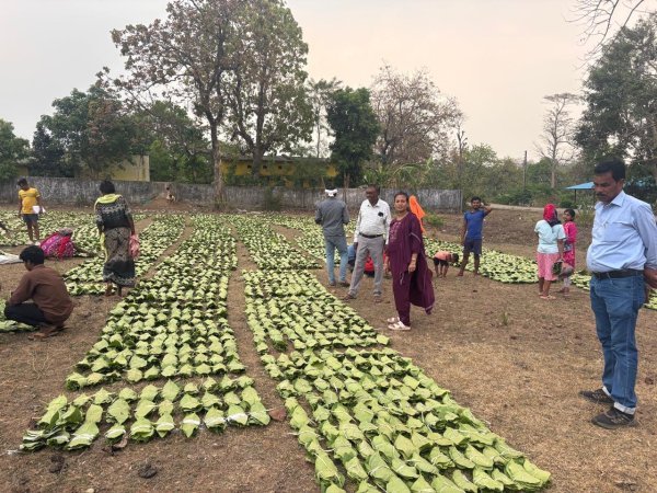 बड़ा इजाफा : छत्तीसगढ़ में तेंदूपत्ता संग्राहकों की आय बढ़ी, 920 करोड़ रुपये भुगतान का अनुमान