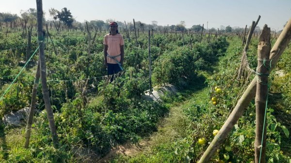 ग्राफ्टेड टमाटर की खेती से किसान दुबेलाल बने सफल, कम लागत में मिला तीन लाख से अधिक का लाभ