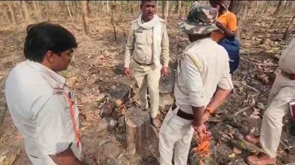 माफिया का तांडव : डीएफओ कार्यालय के करीब 122 सागौन के पेड़ों पर चली कुल्हाड़ी