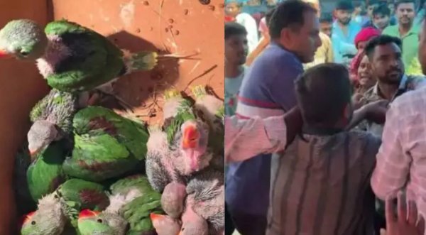 बस्तर में अवैध तोता कारोबार पर छापा, वन रेंजर पर हमला—मचा हड़कंप