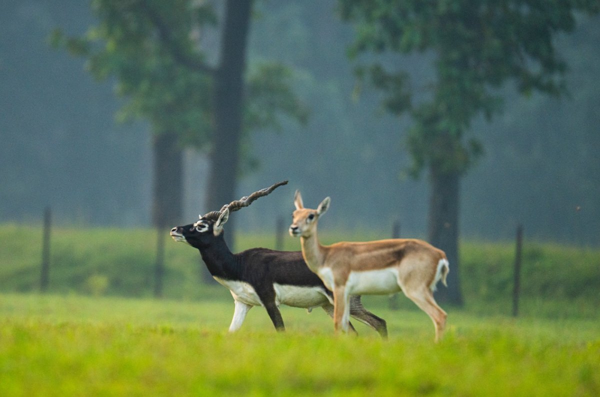 काला हिरण