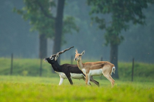 काले हिरणों की वापसी : छत्तीसगढ़ बना वन्यजीव पुनरुद्धार का नया उदाहरण