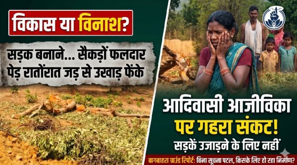 विकास या विनाश : सड़क बनाने बागबाहरा के द्वारतराकला में रातों रात जड़ से उखाड़ फेंके सैकड़ों फलदार पेड़
