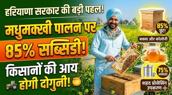 कारोबार को बढ़ावा : मधुमक्खी पालन पर किसानों को 85% तक सब्सिडी से बढ़ेगी आय