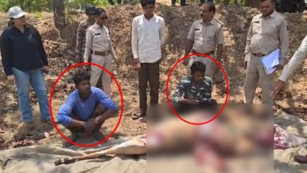 वन विभाग की रेड : मादा नीलगाय का शिकार कर मांस पकाने की तैयारी, 2 गिरफ्तार, 4 फरार