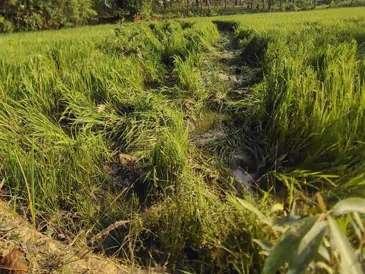 हाई अलर्ट : एक ही रात में 15 किसानों की फसलें तबाह, 130 से ज्यादा हाथियों का डेरा