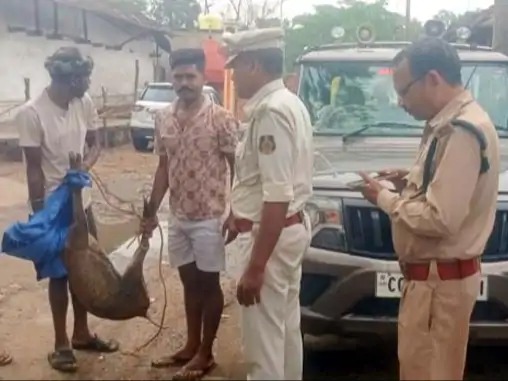 घायल कोटरी को जंगल में छोड़ा गया था
