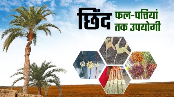 बस्तर की नई वैश्विक पहचान : जंगल के छिंद बीजों से तैयार हुई कैफीन-फ्री हर्बल कॉफी, कचरे से कंचन की अनोखी मिसाल