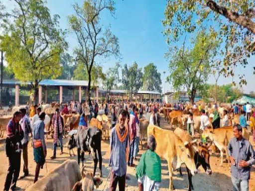 गो-तस्करी नेटवर्क का खुलासा : गो-तस्करी का बड़ा खेल, हर सप्ताह बिकते हैं 5000 से ज्यादा मवेशी