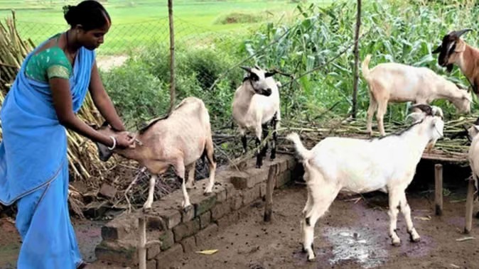 भटगांव में छत्तीसगढ़ का पहला पशु ब्रीडिंग सेंटर
