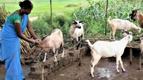 पशुपालन क्रांति की शुरुआत : धमतरी के भटगांव में स्थापित होगा अत्याधुनिक ब्रीडिंग एवं रिसर्च सेंटर