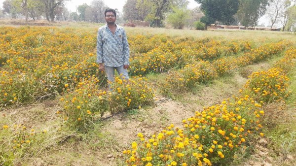 बड़ा इजाफा : गेंदा खेती ने बदली किसान गितेश्वर टण्डन की तकदीर, धान से दोगुनी हुई आय
