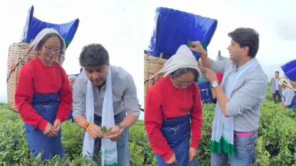 टेमी टी गार्डन : ज्योतिरादित्य सिंधिया ने तोड़ी चाय पत्तियां, नेपाली में संवाद कर जीता दिल
