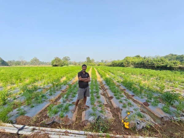 सफलता : धान से आगे बढ़कर मिर्च, मक्का और मछली पालन से किसान बना रहा मॉडल