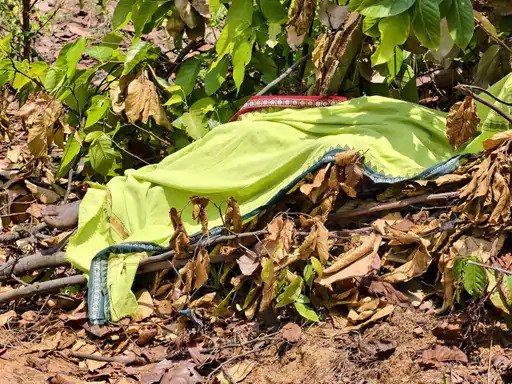 हाथी का आतंक : लकड़ी बीनने गए ग्रामीण को कुचला; इलाके में 135 हाथियों का डेरा