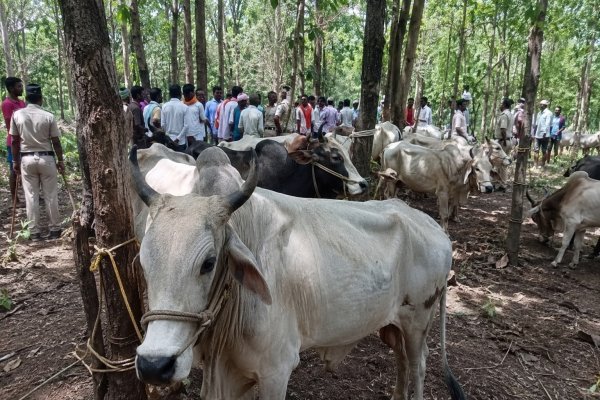 मवेशी तस्करी : विरोध करने वालों को धमकियां, ग्रामीणों में आक्रोश