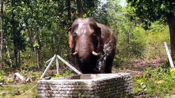 भीषण गर्मी का असर : सूंड से खुद पर पानी डालता दिखा हाथी, लोगों ने कहा- गर्मी से बेहाल है जंगल