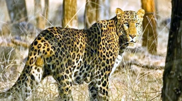 तेंदुए का हमला : 7 वर्षीय बालक गंभीर रूप से घायल, इलाके में दहशत का माहौल