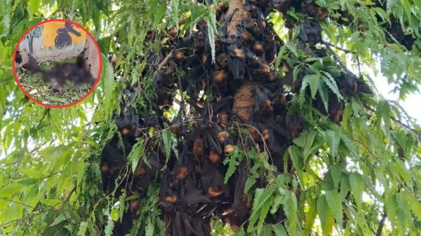 भीषण गर्मी का कहर : कोरबा में हीट स्ट्रोक से 150 से ज्यादा चमगादड़ों की मौत