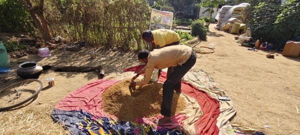 उत्पादन : नैनो उर्वरकों से किसान को मिला बेहतर उत्पादन, लागत में आई कमी