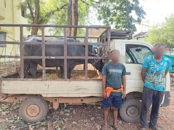 बड़ा एक्शन : दो भैंसों को बचाया, 2.60 लाख का मशरूका जब्त