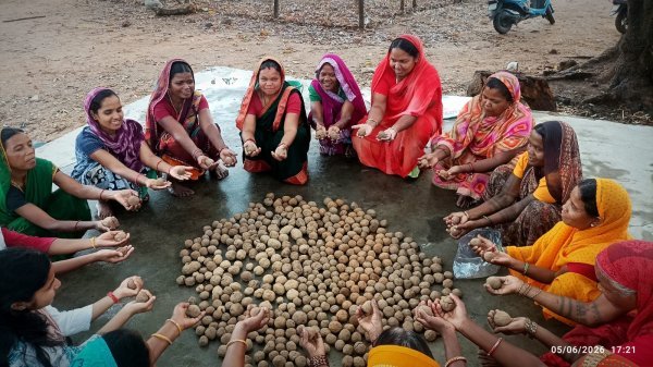 नई क्रांति :  दुलदुला में 80 हजार सीड बॉल तैयार, बंजर जमीनों में लौटेगी हरियाली