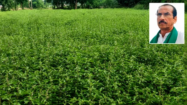 टकराव : छत्तीसगढ़ में फसल चक्र बदलाव पर सियासत तेज, 15 हजार प्रोत्साहन योजना पर सवाल