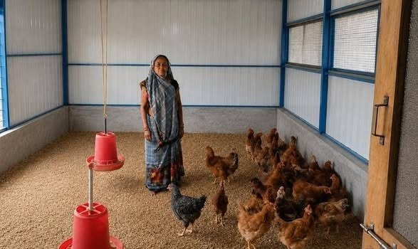 नई रफ्तार :  7 पंचायतों में आधुनिक बकरी शेड से बढ़ेगी पशुपालकों की आय