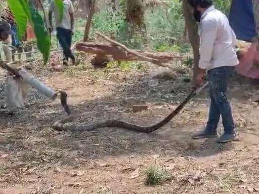 दहशत : घर में मिला 11 फीट किंग कोबरा, टीम ने सुरक्षित जंगल में छोड़ा