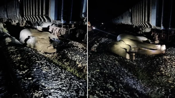 हादसा :  कोयला रूट पर ट्रेन से टकराई 45 साल की मादा हथिनी, इलाज से पहले तोड़ा दम