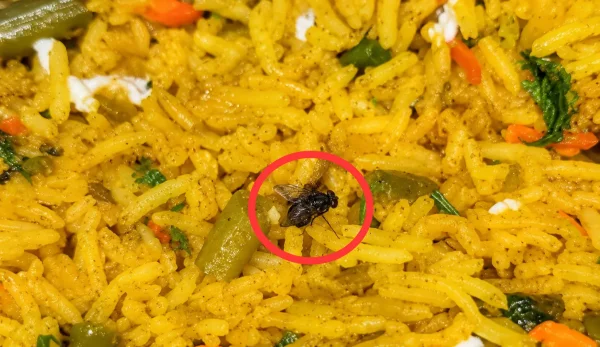 स्ट्रीट फूड : जोमैटो से मंगाई वेज बिरयानी में निकला कीड़ा, खाद्य विभाग ने रेस्टोरेंट को किया सील