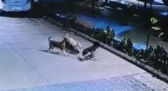हादसा : खेलते बच्चे पर टूटा कुत्तों का झुंड, कॉलोनी में मची अफरा-तफरी