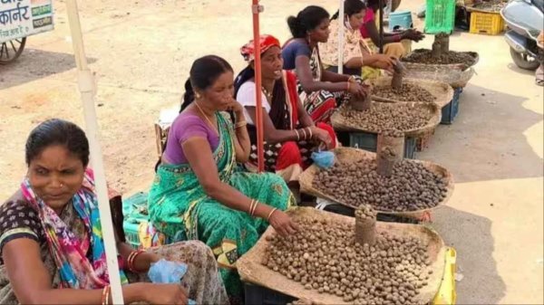 व्हाइट गोल्ड : मानसून की पहली बारिश में बस्तर का बोड़ा बना सोने जैसा, बाजार में मची लूट