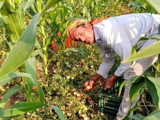 आधुनिक खेती : मक्का और टमाटर की अनोखी खेती से चमकी किसान की किस्मत
