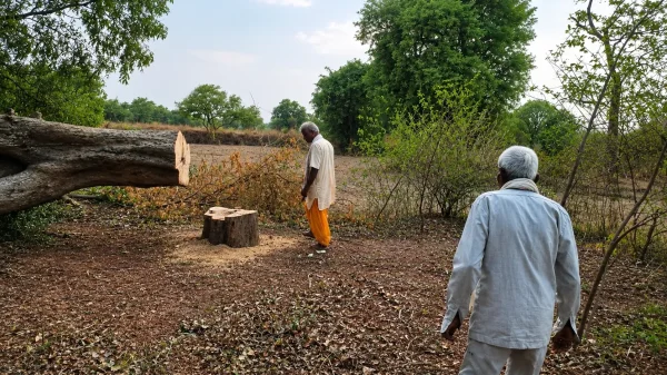 खुलासा : बिजली चोरी कर वारदात को दिया अंजाम, हरे-भरे पेड़ों पर चली कटर मशीन