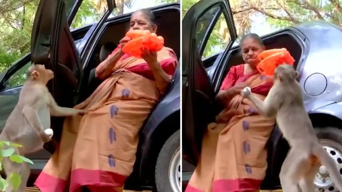 10 साल से बन चुकी हैं सैकड़ों बंदरों की अम्मा