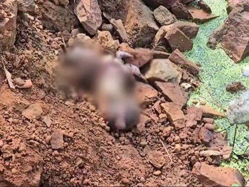 क्रूरता की हद : एक ही जगह दूसरी बार मिला भ्रूण, खमतराई क्षेत्र में बढ़ी बेचैनी