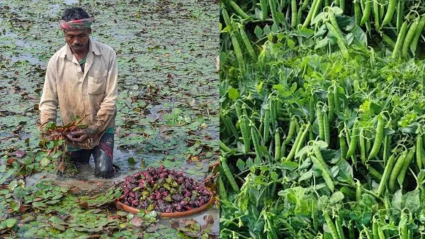 मटर और सिंघाड़े : GI टैग  किसानों को मिलेगा बड़ा फायदा