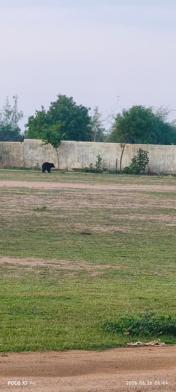 बागबाहरा में भालू की एंट्री, मैदान से लेकर बस्ती तक बेखौफ घूमता रहा