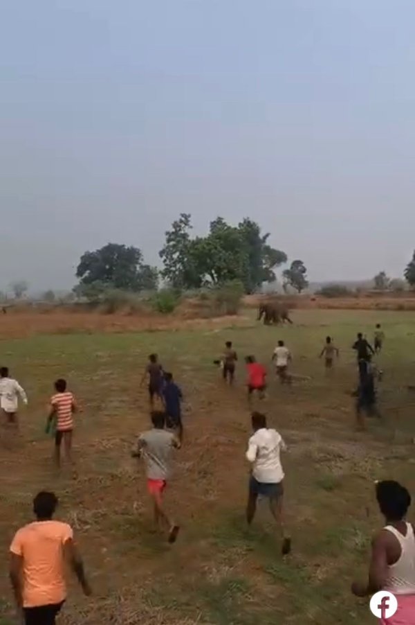 रायगढ़ का VIDEO वायरल : हाथियों को दौड़ाया, पत्थर बरसाए और पटाखे फोड़े, वन विभाग करेगा कार्रवाई