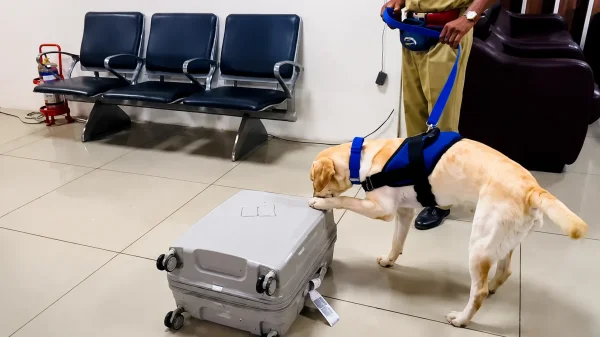 तश्करी : बैंकॉक से लौटे यात्री के बैग से 10 करोड़ से की ड्रग्स बरामद, स्निफर डॉग ने खोल दी पोल
