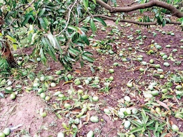 पेड़ की छांव बनी मौत का साया : बिजली गिरने से दो बच्चों समेत किसान की मौत