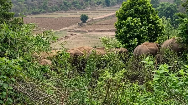 जंगली हाथियों का खतरा : कटघोरा वन मंडल में दंतैल हाथी का हमला, 40 वर्षीय युवक की मौके पर मौत
