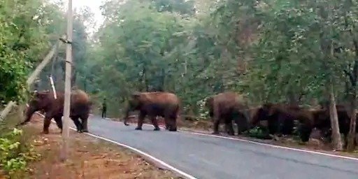 थमा यातायात : रायगढ़ में हाथियों के दल ने रोकी रफ्तार, वन विभाग ने कराया सुरक्षित क्रॉसिंग